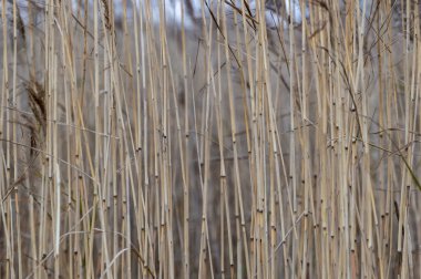 kamışlı sazlar ve ormandaki diğer otlar
