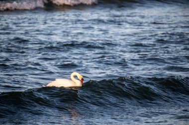 Denizde yüzen kuğular