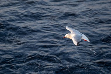 Denizde uçan beyaz martı