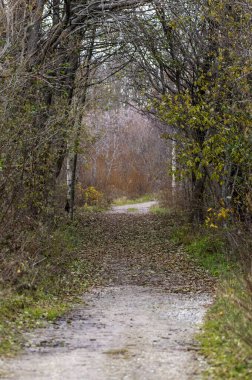 Ağaçlar ve yapraklarla dolu sonbahar parkında yol, doğa..