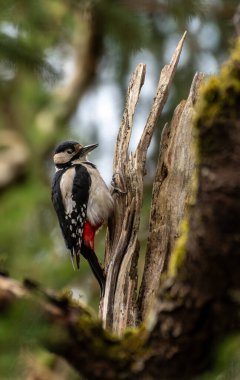 kırmızı - bir ağacın gövdesinde göbekli ağaçkakan (dendrocopos major).