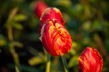 Yeşil arka planda güzel kırmızı laleler. Çiçekli bahar manzarası.