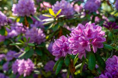 Parktaki güzel rhododendron.