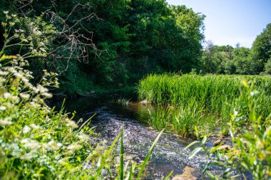 Nehir ve ağaçlarla dolu güzel bir manzara. doğa arkaplanı