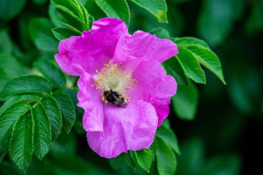 Yaz bahçesinde çiçek arıya