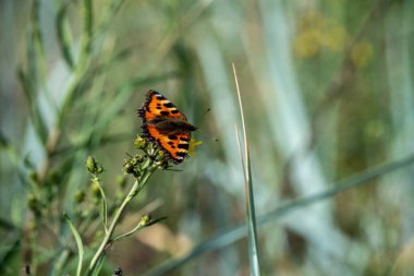 Çiçeğin üzerinde oturan bir kelebek.