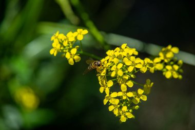 Bahçedeki güzel sarı çiçek
