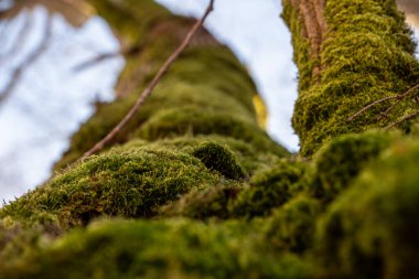 yosun kaplı ağaç gövdesi