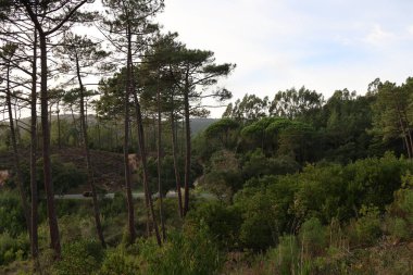 Ağaçların arkasındaki orman ve dağların manzarası.