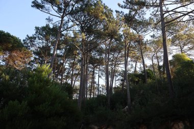 Ormanın güzel manzarası