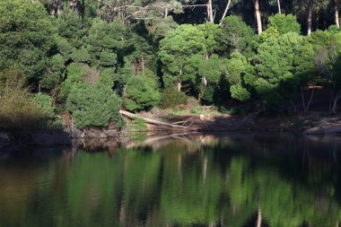 Göllü bir ormanın güzel bir görüntüsü.