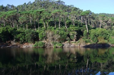 Güzel göl manzarası