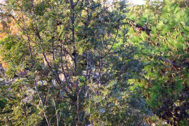 Ormanda bir grup genç kuş.