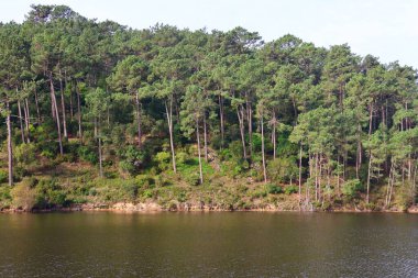 Ormandaki ağaçlarla dolu göl