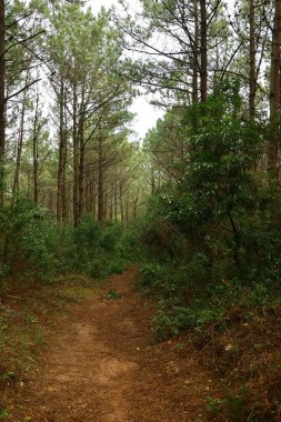 Ormanın içinden geçen yol.