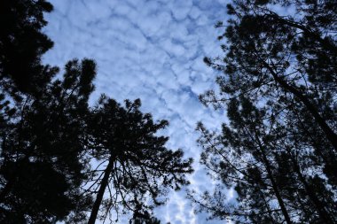 Güzel bir manzara Ağacı ve mavi gökyüzü