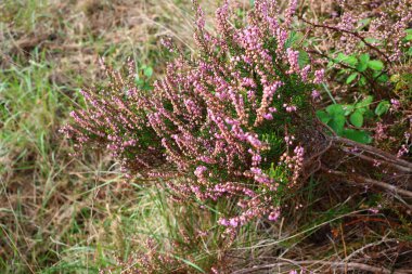 Ormanda güzel çiçekler