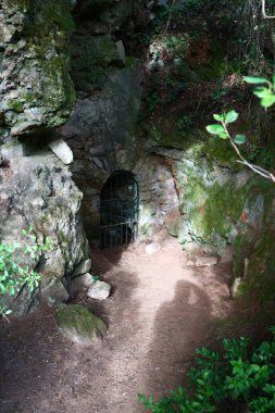 Ormanın güzel bir manzarası