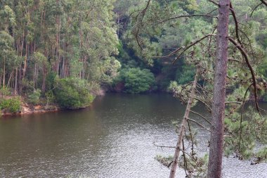 Ormandaki güzel göl