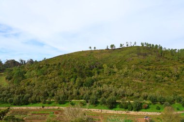 Ağacı ve dağı olan güzel bir manzara.