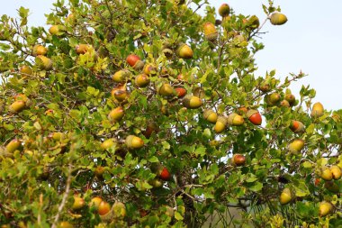 Parktaki meşe ağacında yeşil elmalar