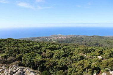 Dağ okyanusu ormanları su doğayı gezer