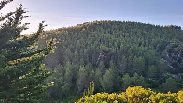 Yazın dağların manzarası