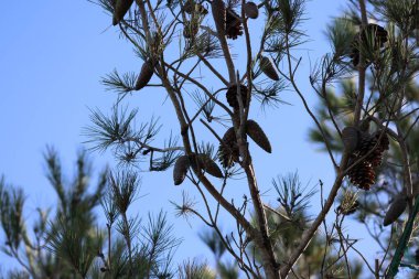 Ağaç dalında çam kozalakları