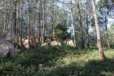 Ağaçlar ve ormanlarla dolu güzel bir manzara.
