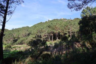 Ağacı ve sıradağları olan güzel bir manzara.