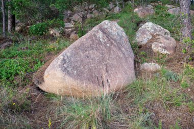 Orman ağaçları doğa taşları taşır 