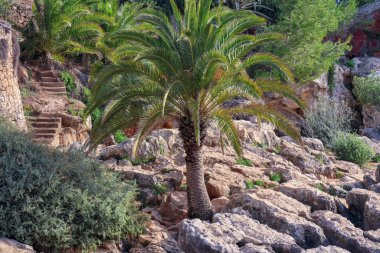 Palmiye gökyüzü doğayı bulutlandırıyor.