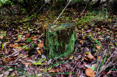 Ormandaki eski tahta kütük