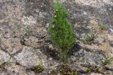 Bir taşın üzerinde yeşil yosun