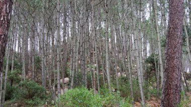 Dağlardaki güzel orman