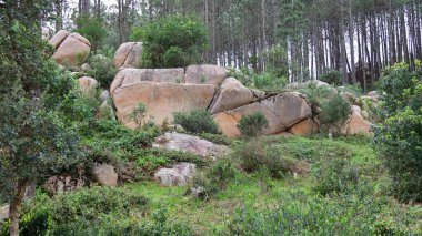 Dağlarda bir ağacı olan güzel bir manzara.