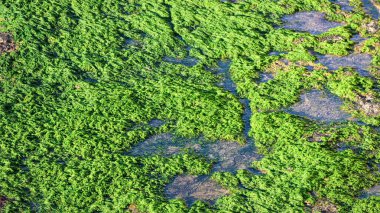 Su yüzeyinde yeşil yosun