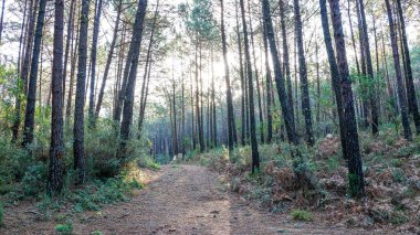 Kırsal bölgedeki orman