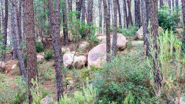 Ormanın güzel manzarası