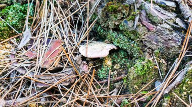 ağaçta yosun ve mantar