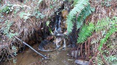 Ormanın güzel manzarası