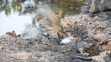 Ormanda küçük bir şelale