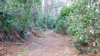 dağlarda ormanda yol