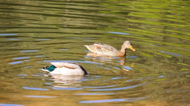 Göldeki yaban ördeği