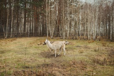 Ormanda beyaz bir alpaka doğa arka planında