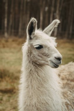 Ormanda beyaz bir alpaka doğa arka planında