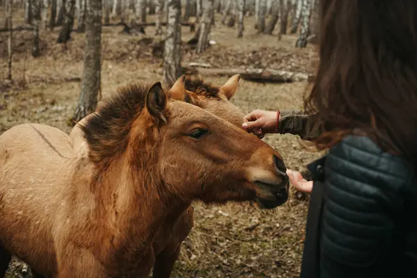 Ormanda Atları Olan Genç Bir Kadın — Stok fotoğraf