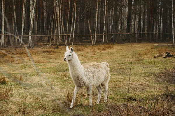 Una Alpaca Blanca Bosque Sobre Fondo Natural — Foto de Stock