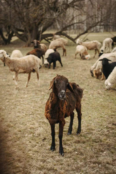 关于大自然背景的田野羊群群 图库照片
