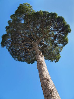 Çam ağacı (pinus pinea), mavi gökyüzü ile dikey görüntü